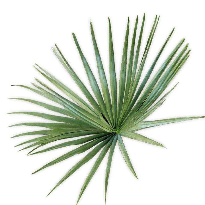 Saw palmetto - ingredient UltraMax Testo Enhancer